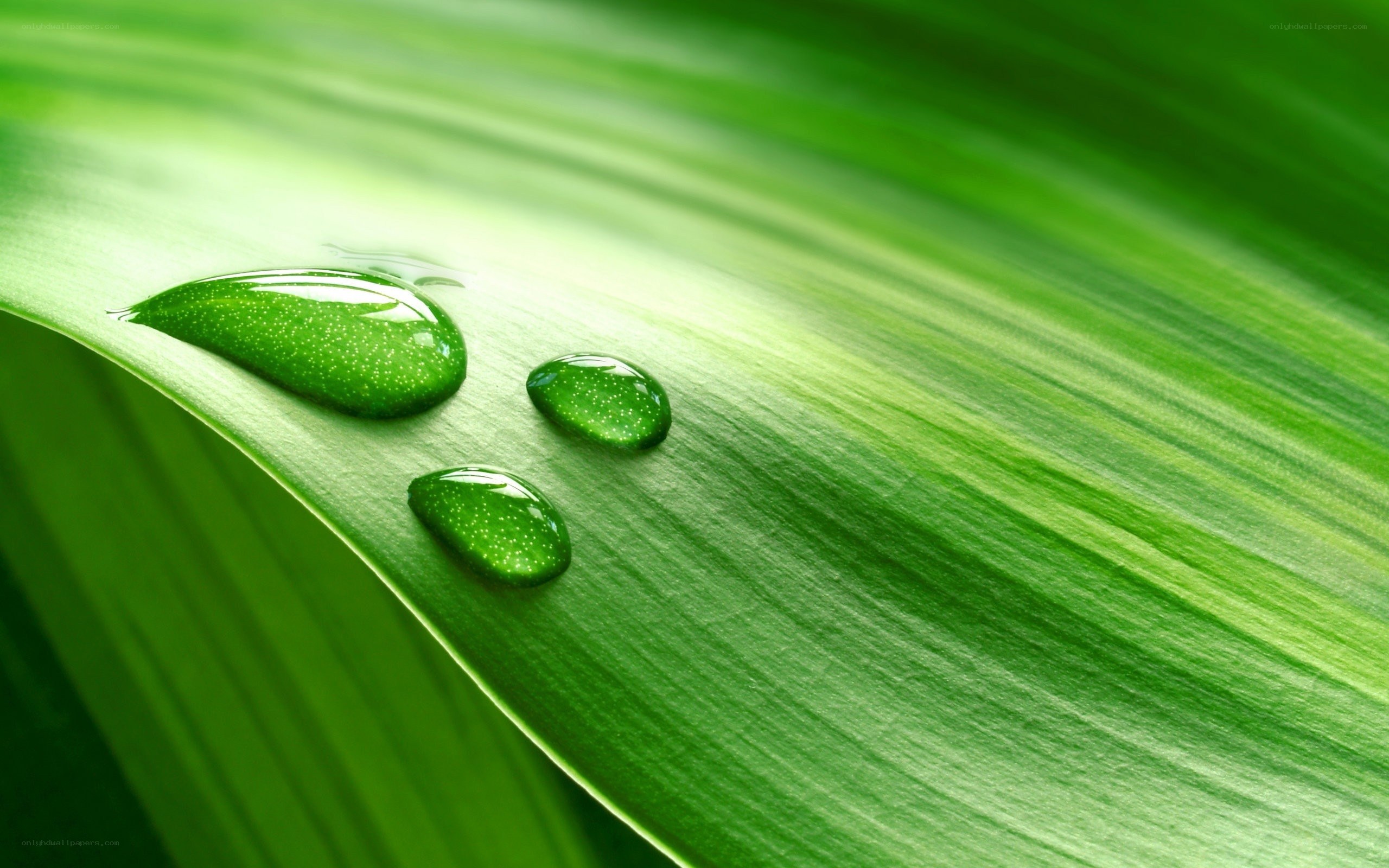 Water droplets on a green leaf