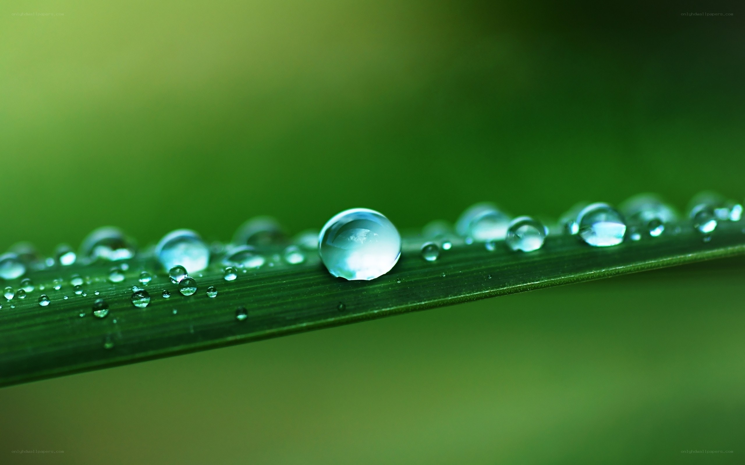 Water droplets on a green leaf
