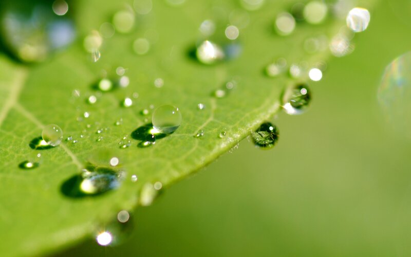Water droplets on a green leaf