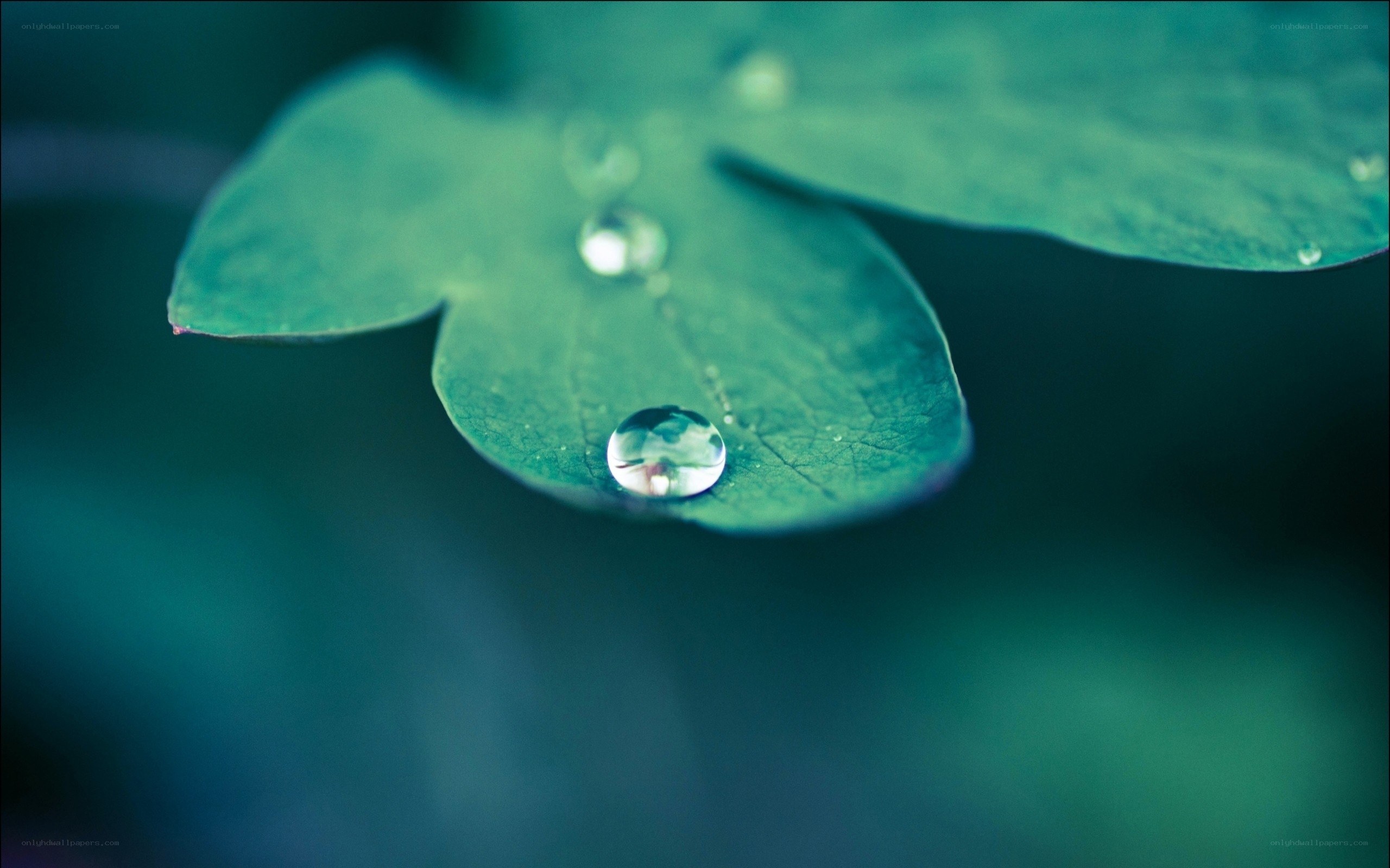 Water droplets on a green leaf