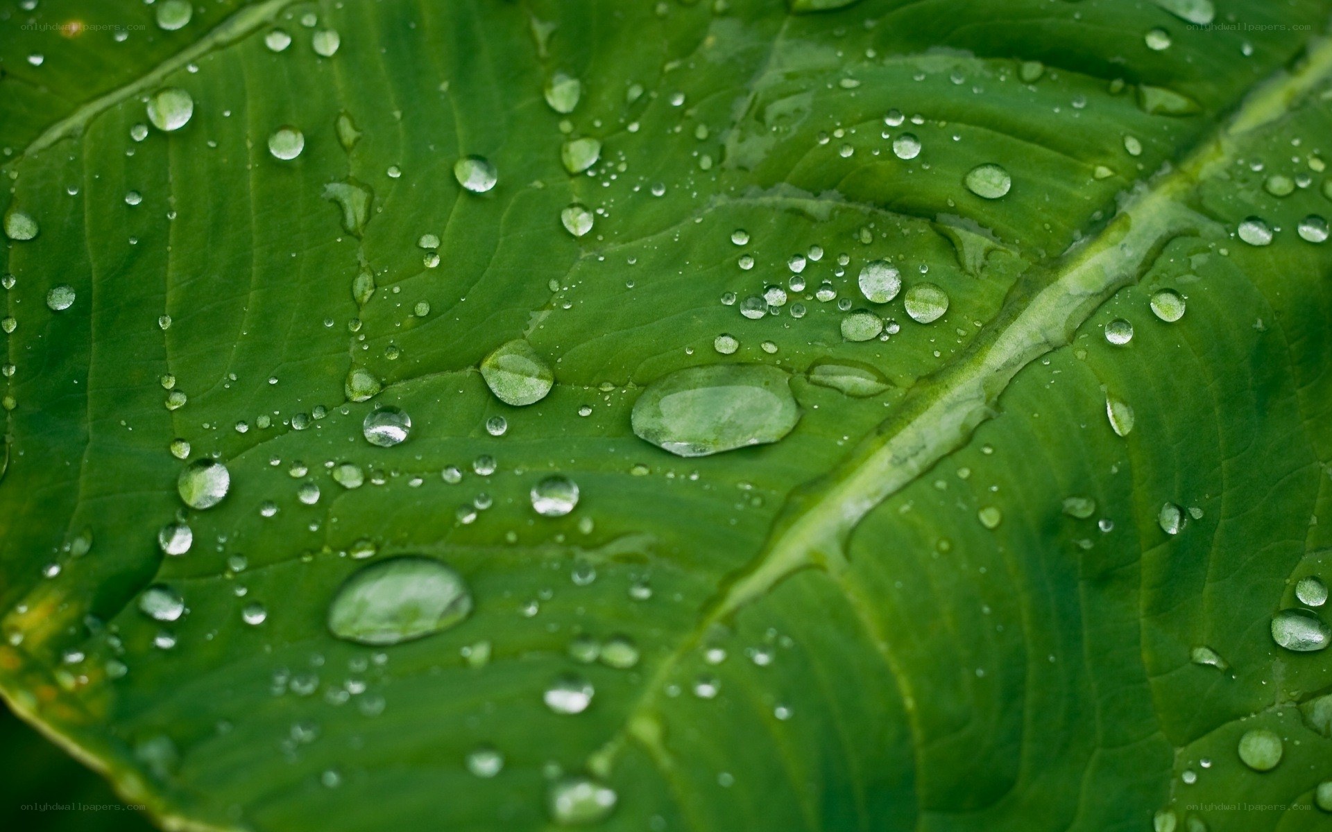 Water droplets on a green leaf
