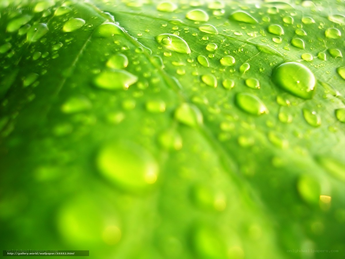 Water droplets on a green leaf