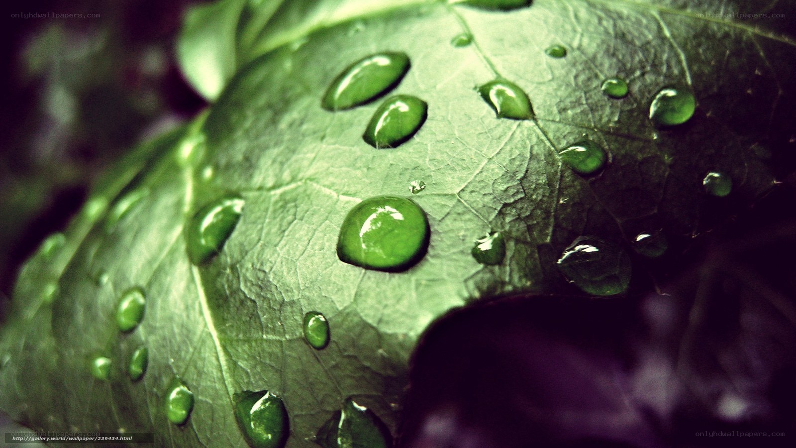 Water droplets on a green leaf