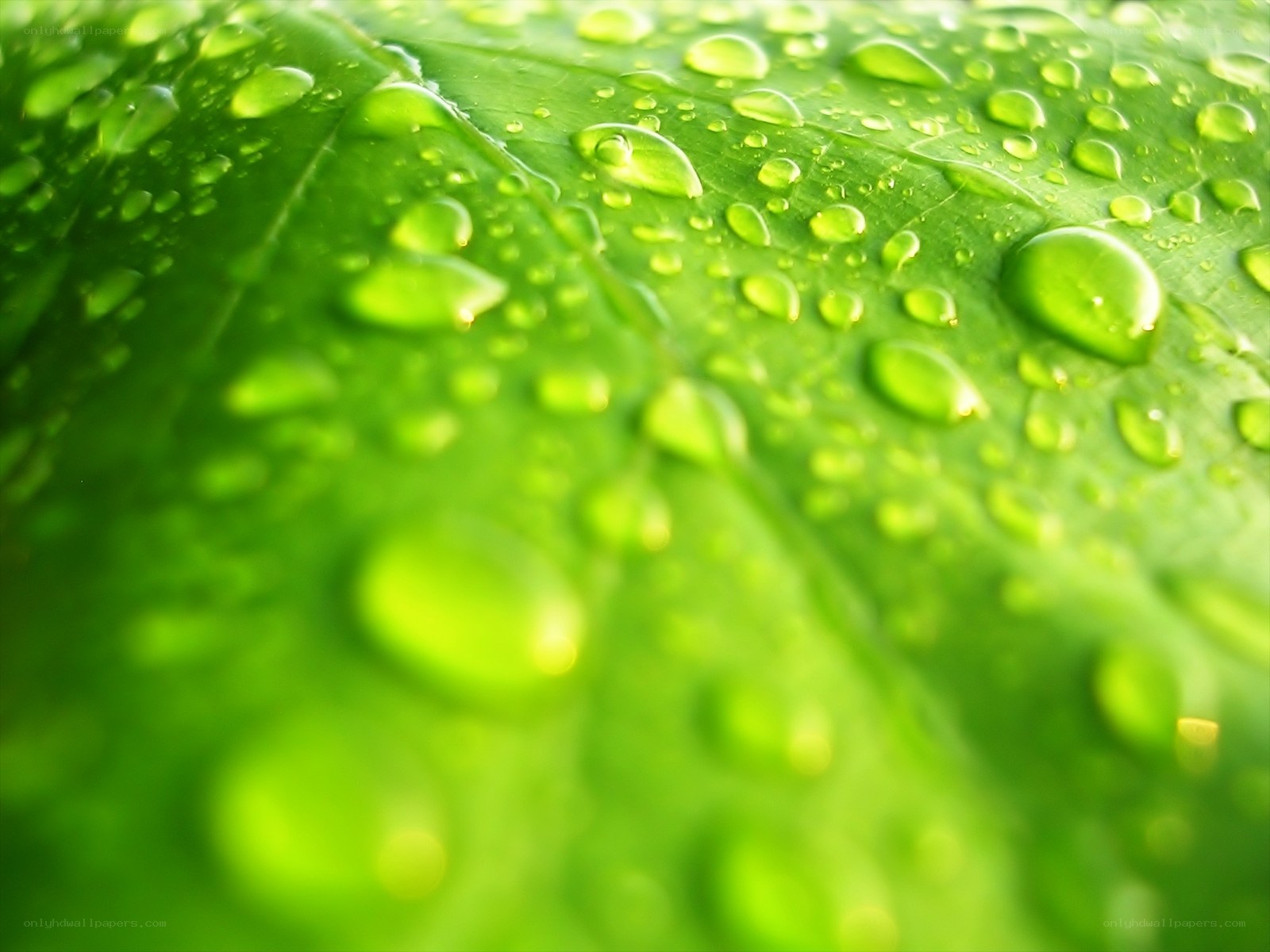 Water droplets on a green leaf