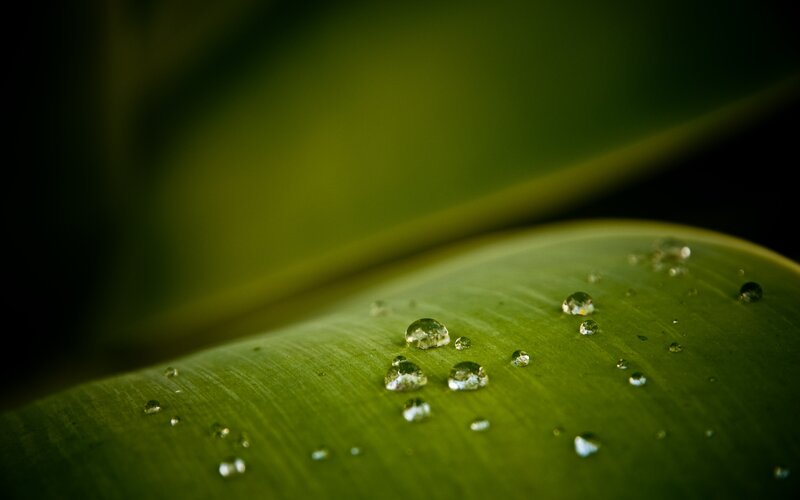 Water droplets on a green leaf