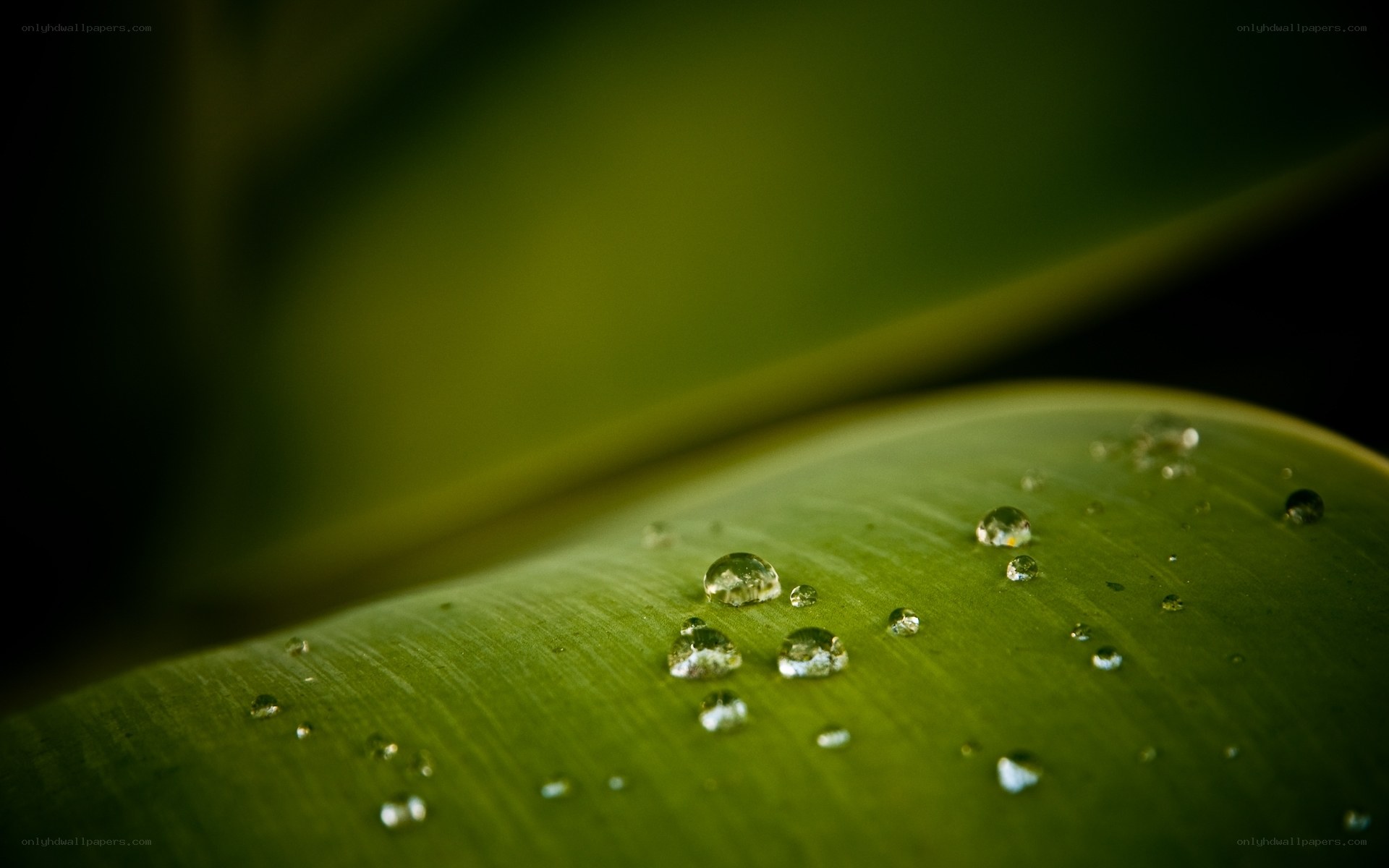Water droplets on a green leaf