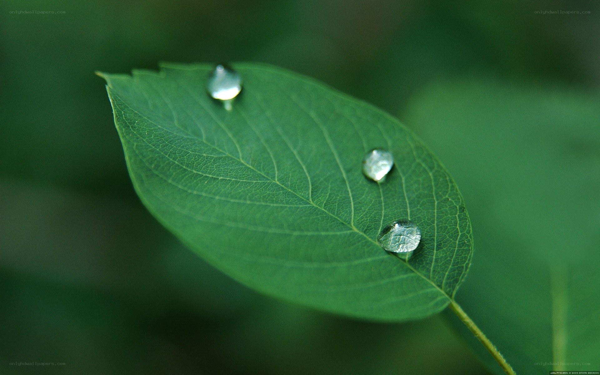Water droplets on a green leaf