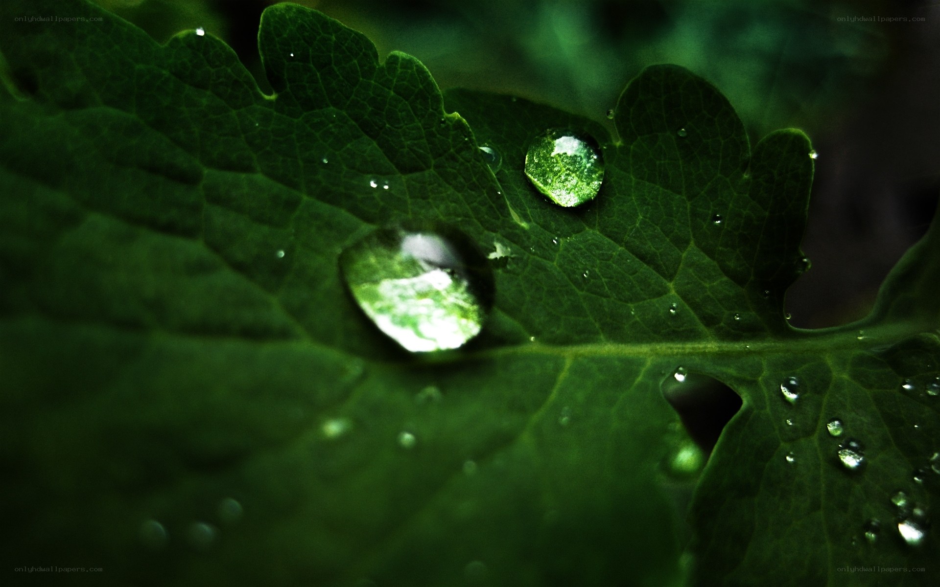 Water droplets on a green leaf