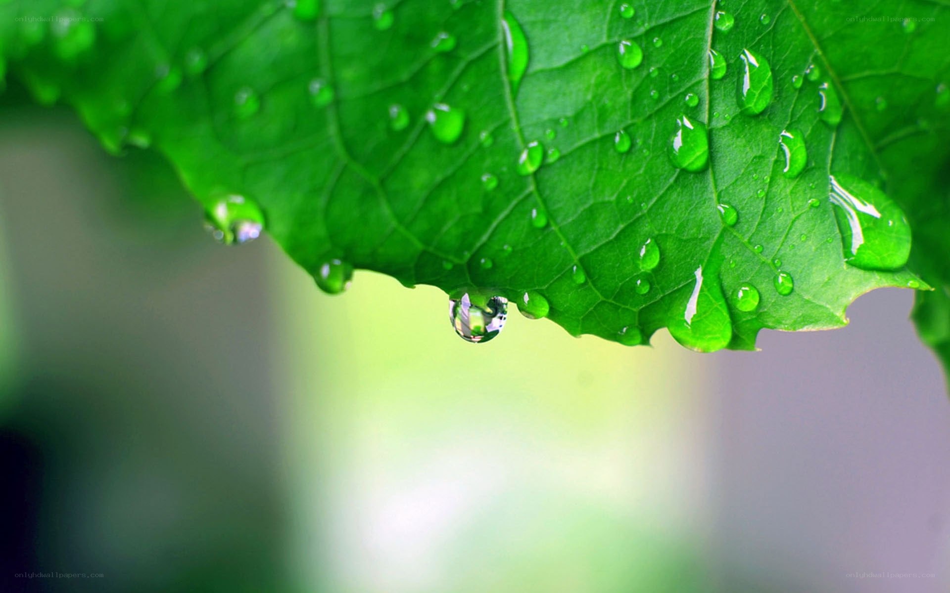 Water droplets on a green leaf
