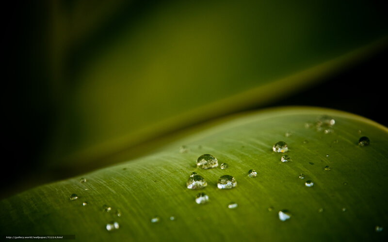 Water droplets on a green leaf