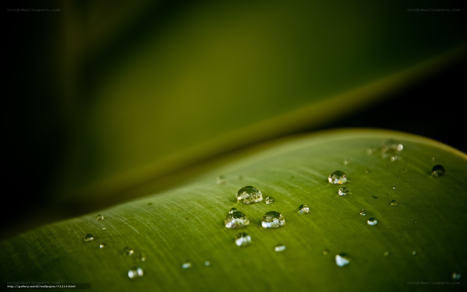 Water droplets on a green leaf