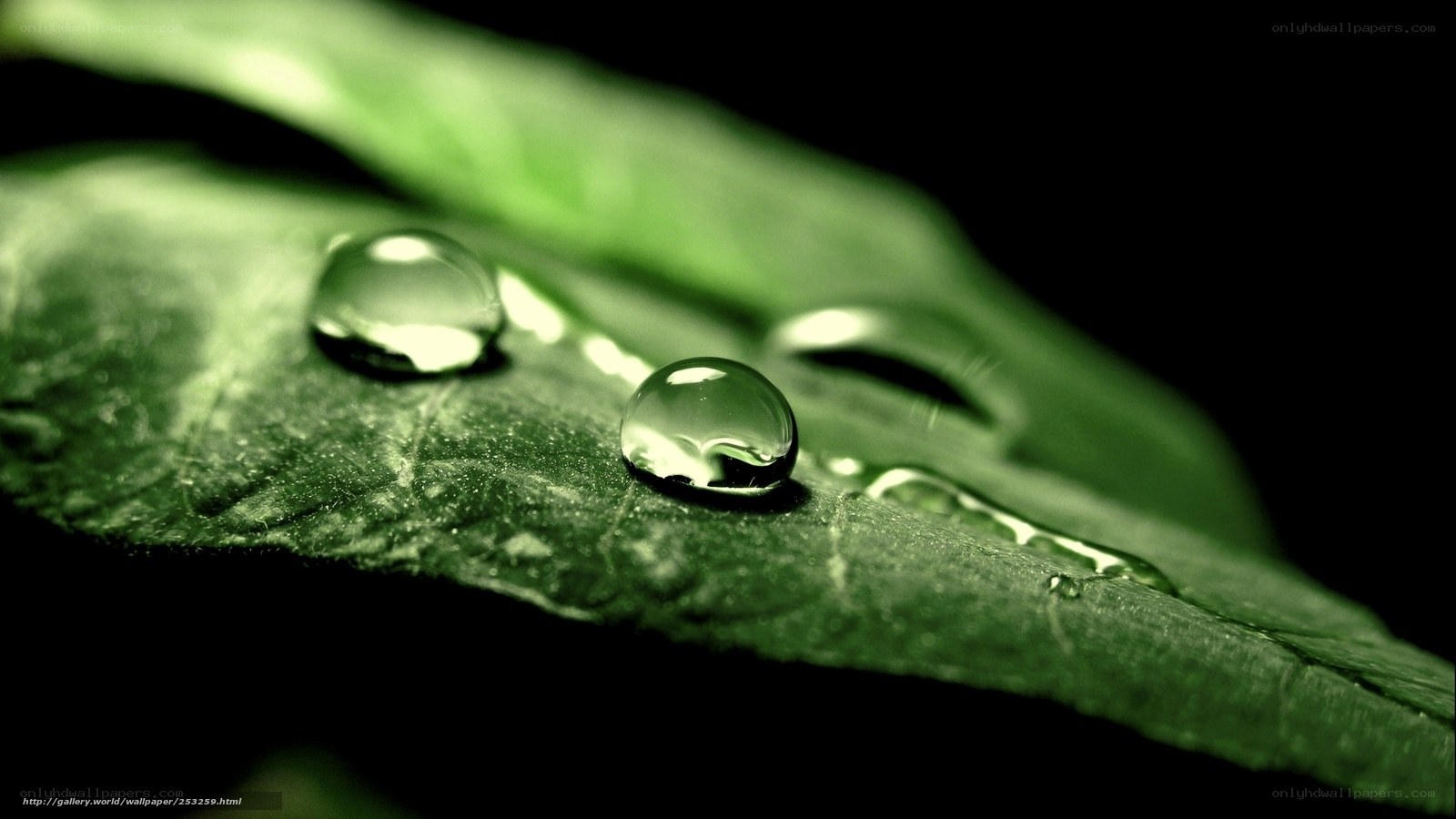 Water droplets on a green leaf