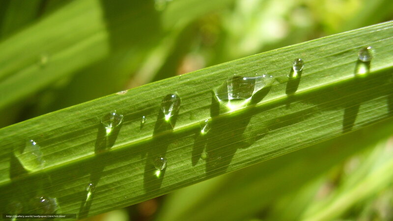Water droplets on a green leaf