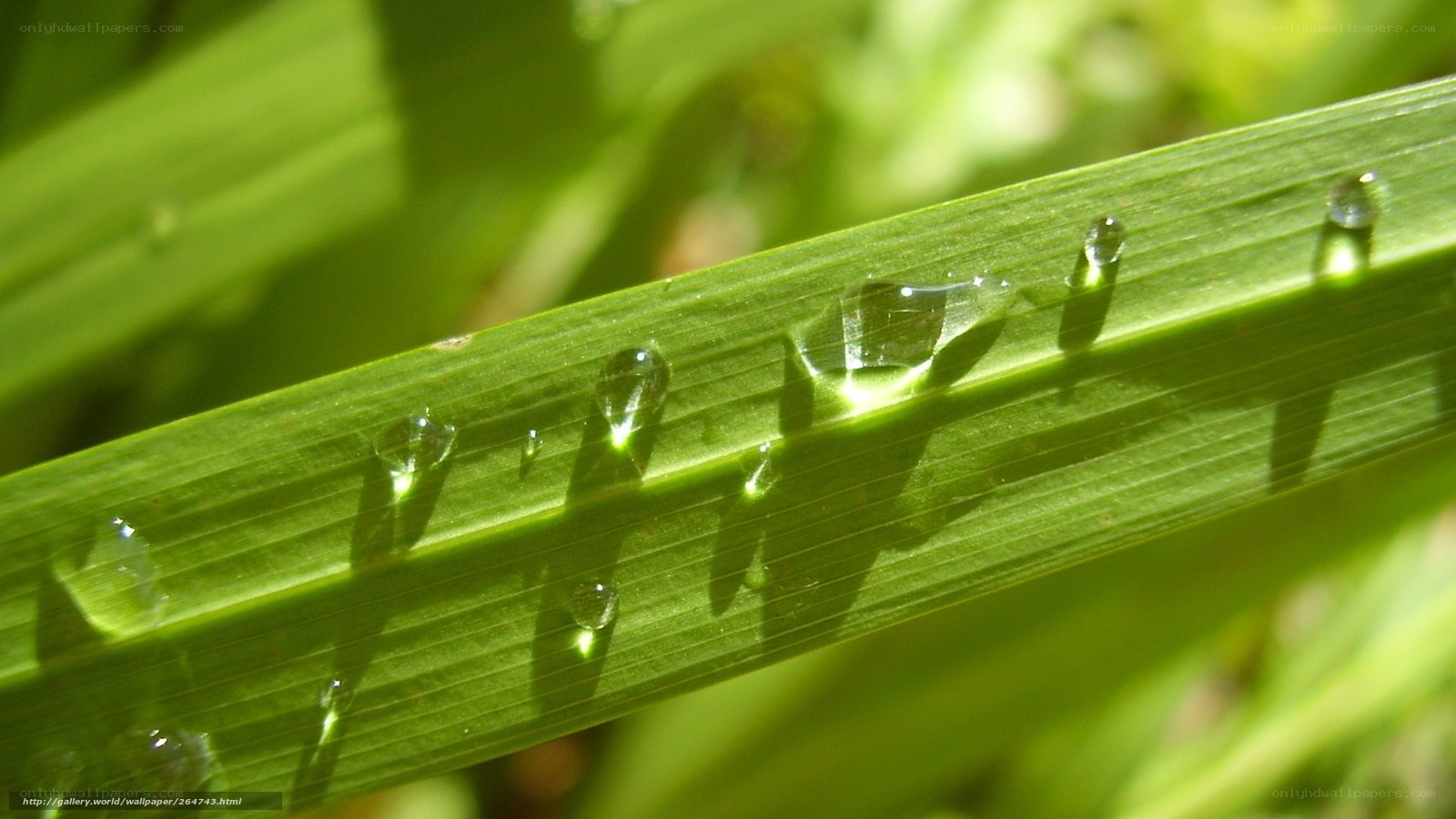 Water droplets on a green leaf