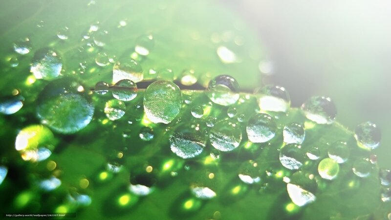 Water droplets on a green leaf