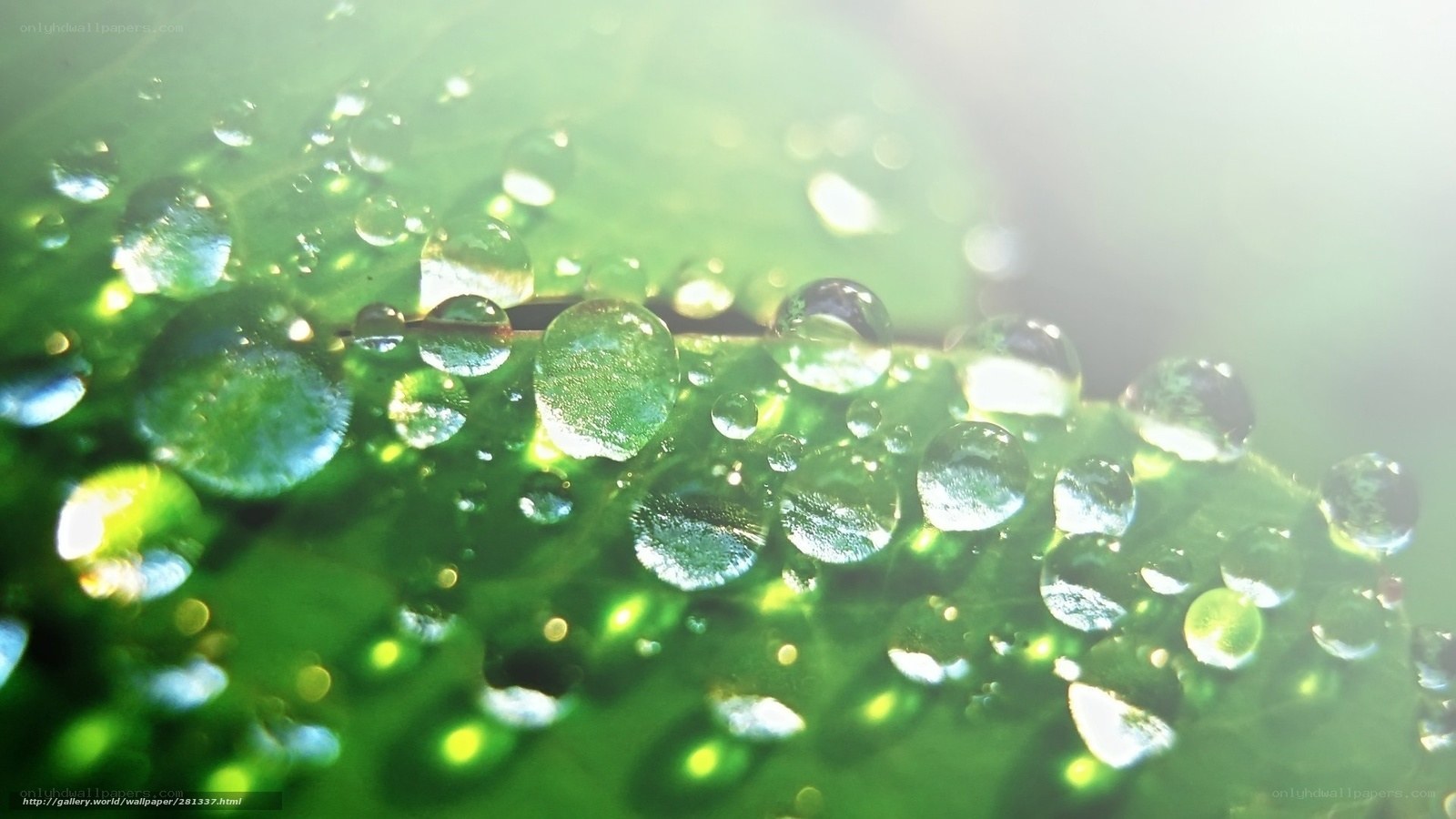 Water droplets on a green leaf