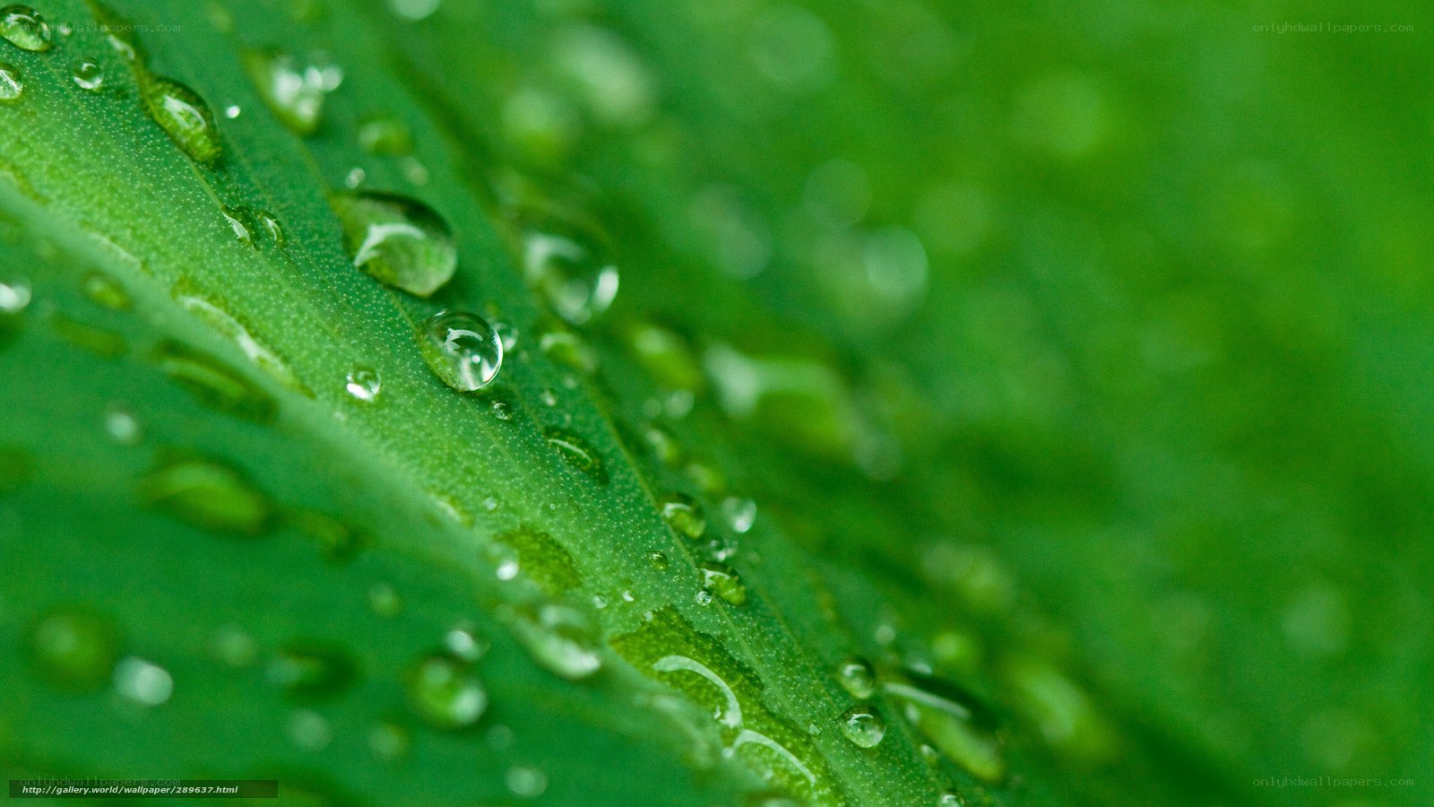 Water droplets on a green leaf