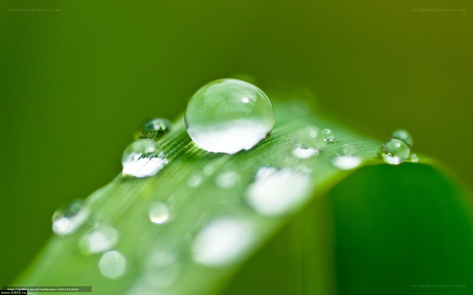 Water droplets on a green leaf