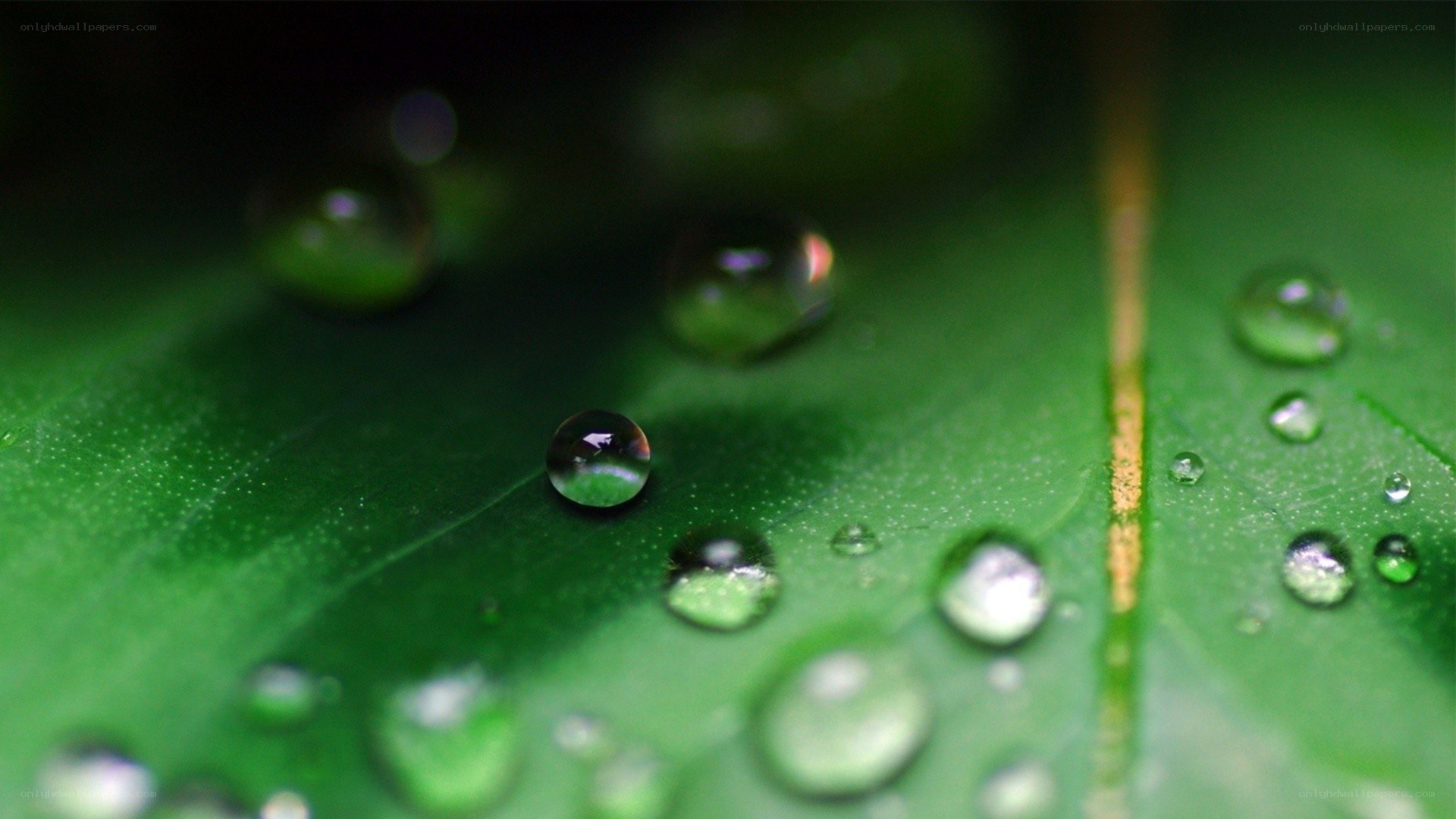 Water droplets on a green leaf