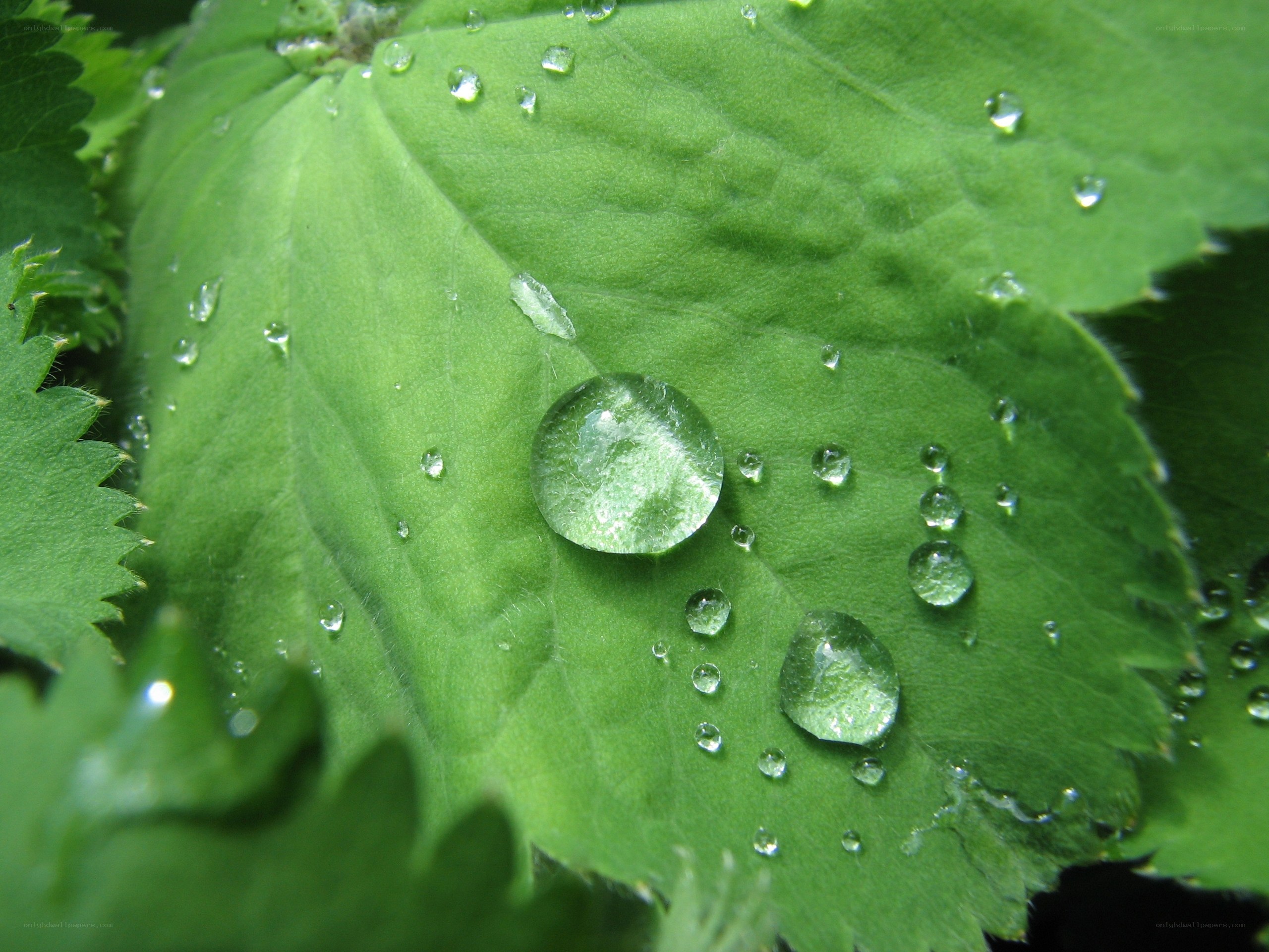 Water droplets on a green leaf
