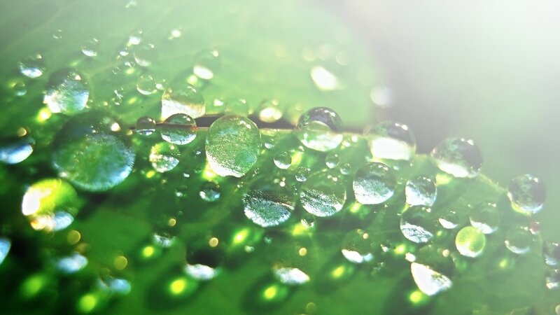 Water droplets on a green leaf