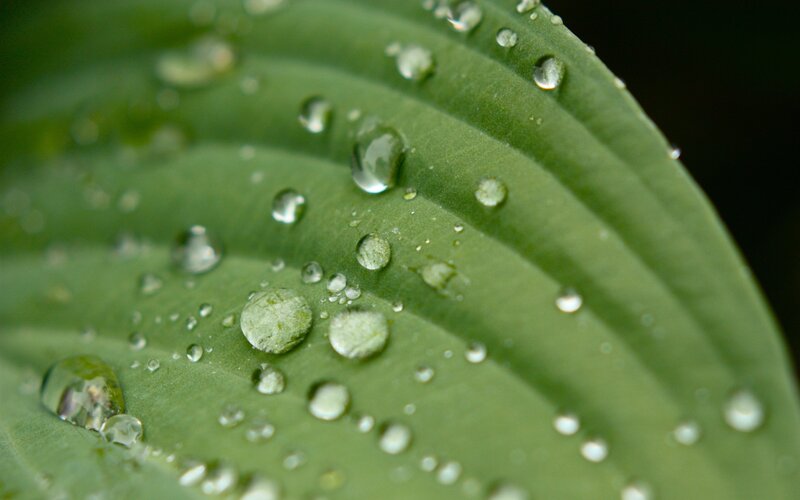 Water droplets on a green leaf