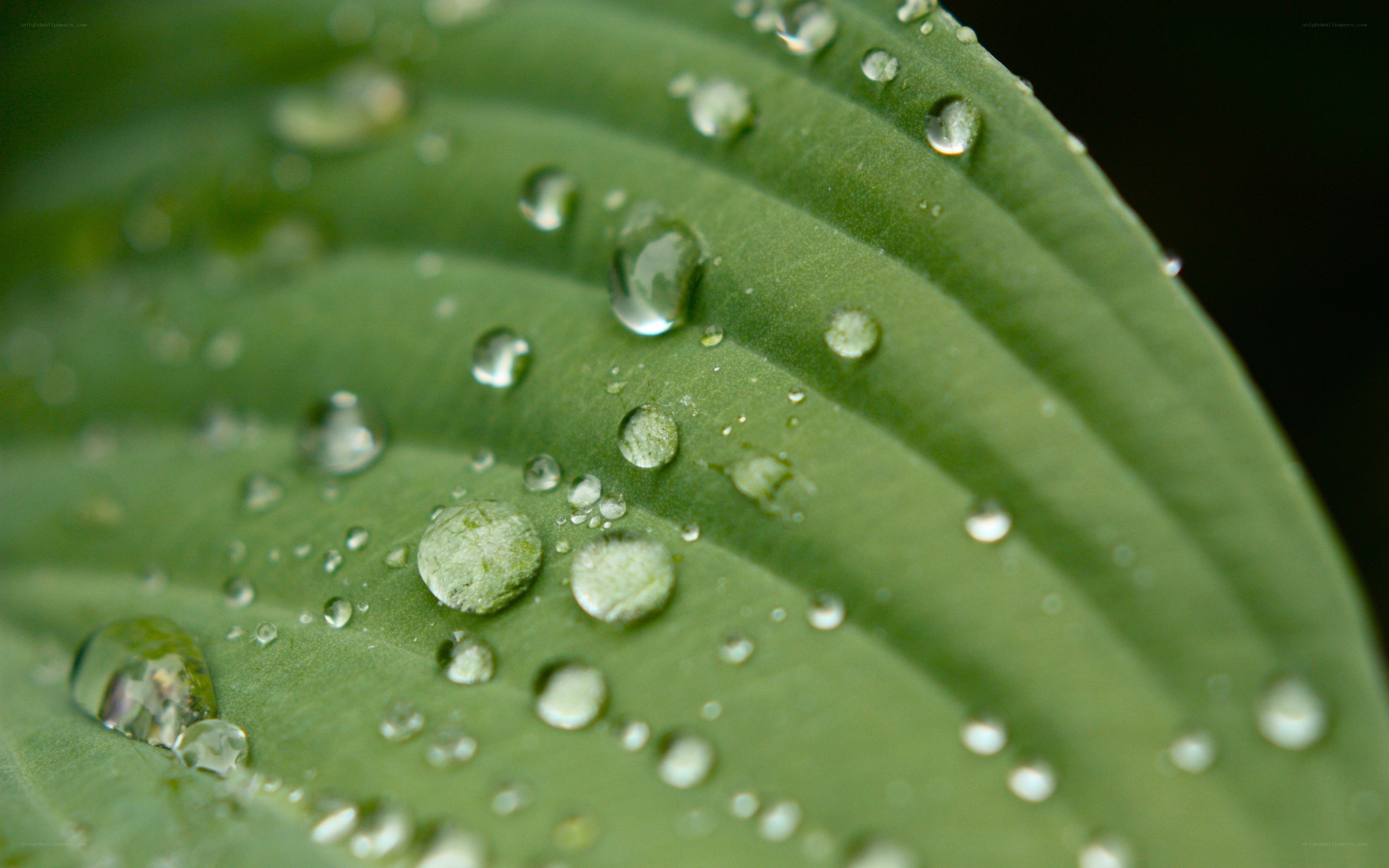 Water droplets on a green leaf