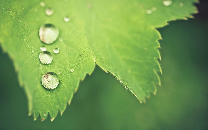 Water droplets on a green leaf
