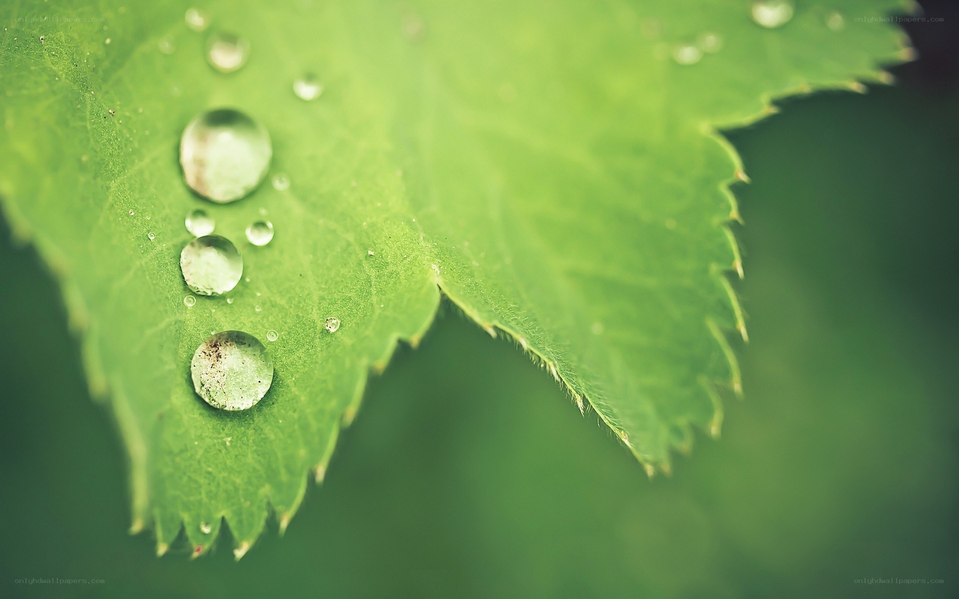 Water droplets on a green leaf