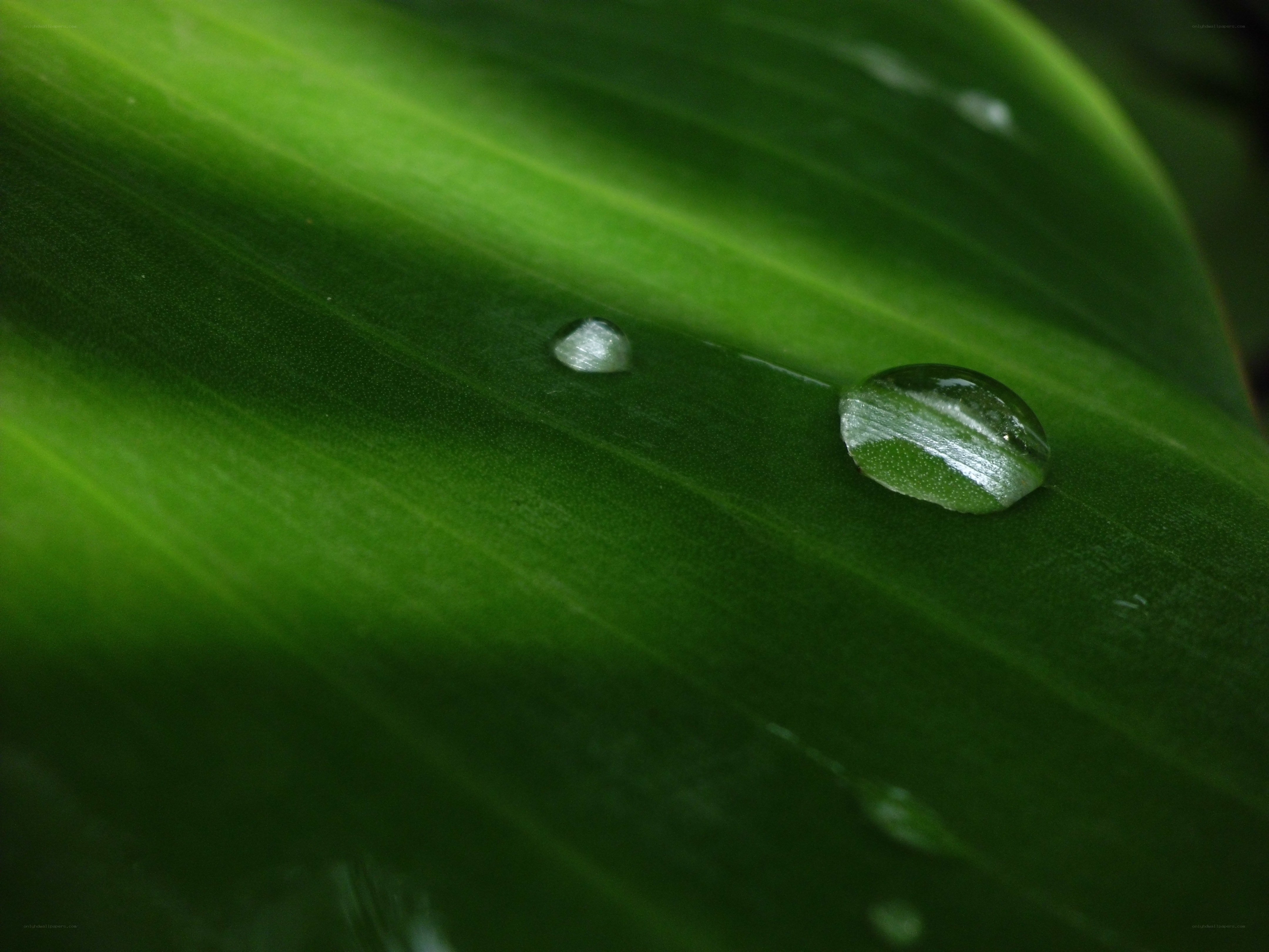 Water droplets on a green leaf