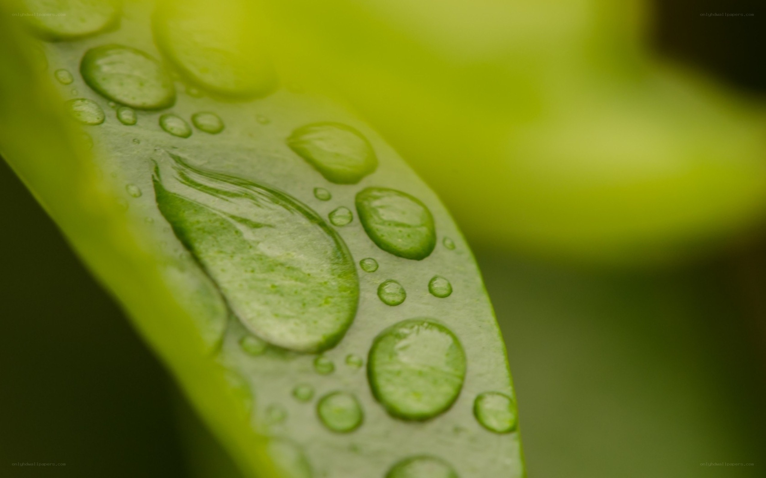 Water droplets on a green leaf