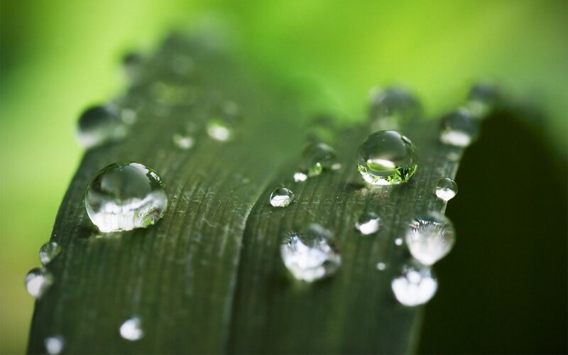 Water droplets on a green leaf