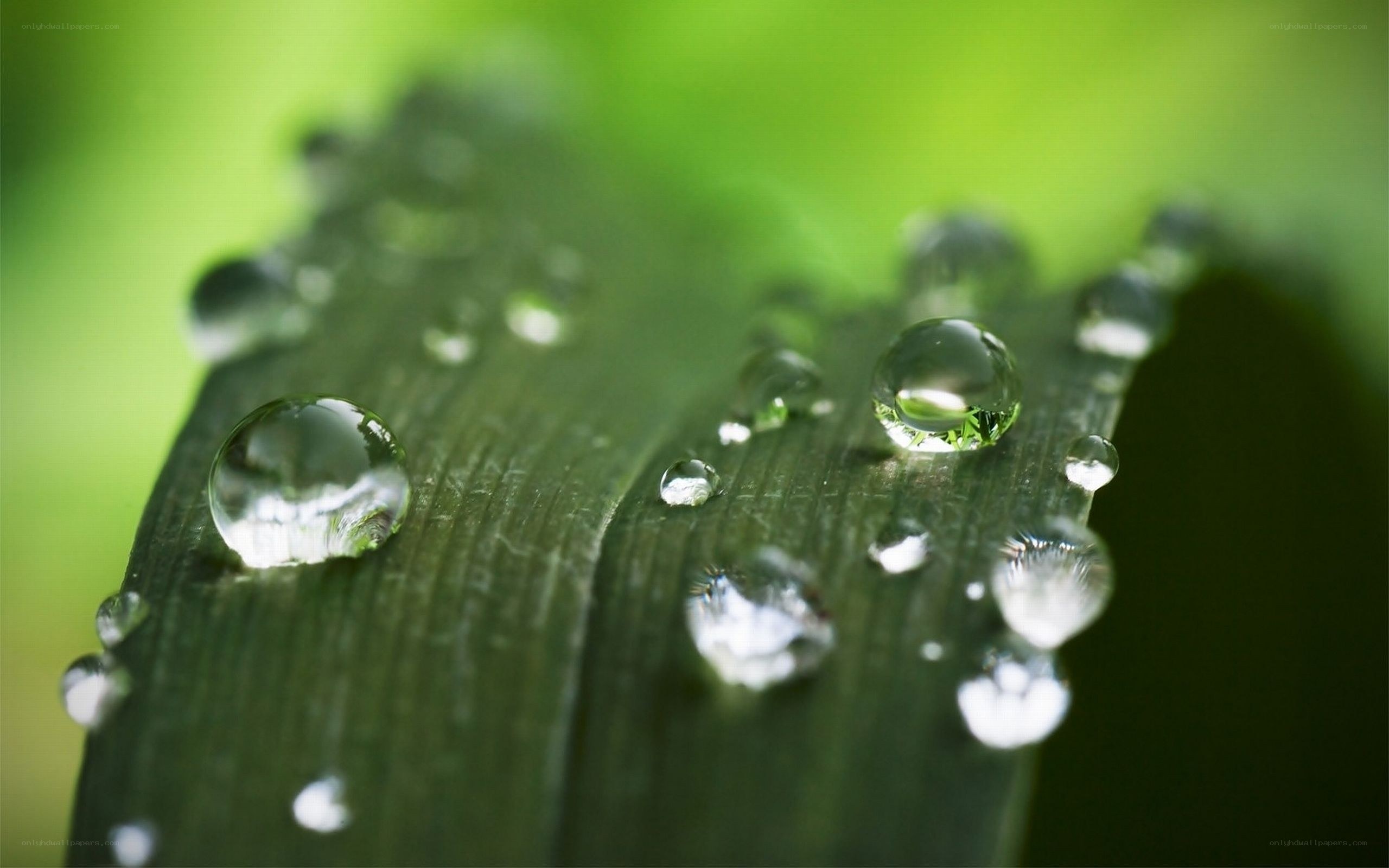 Water droplets on a green leaf