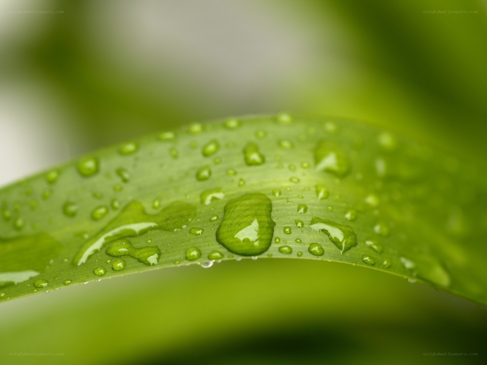 Water droplets on a green leaf