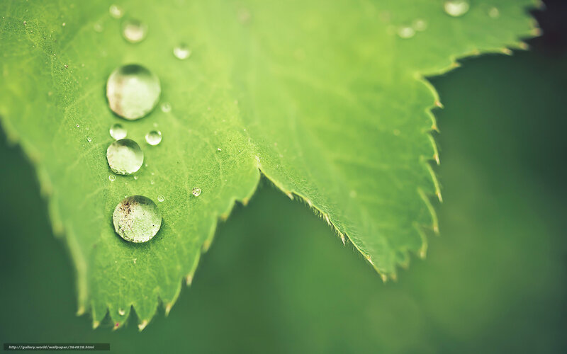 Water droplets on a green leaf