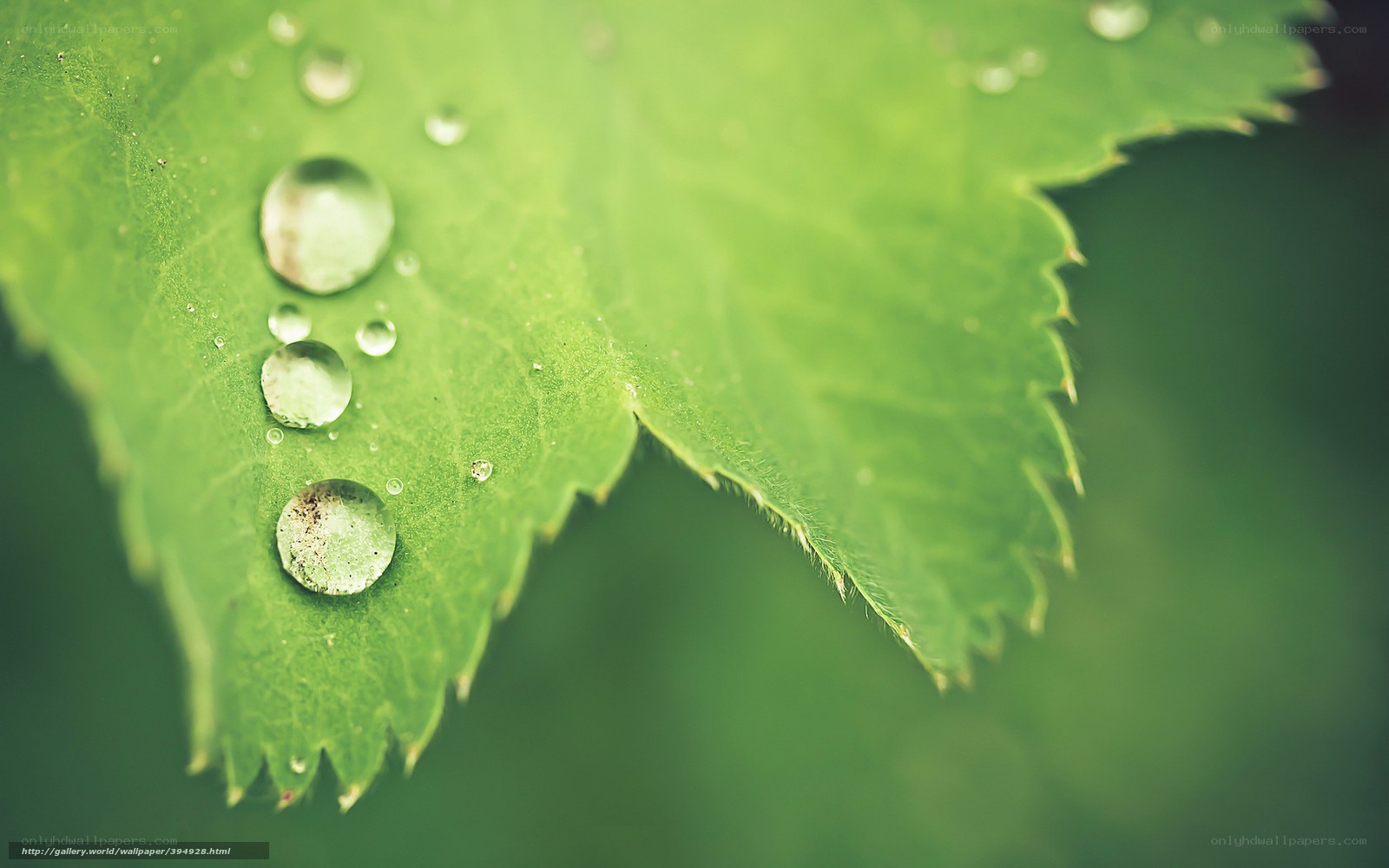 Water droplets on a green leaf