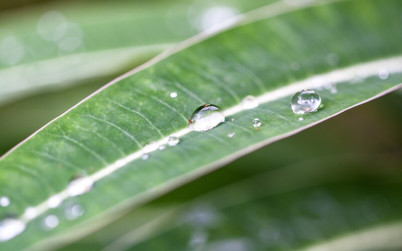Water droplets on a green leaf
