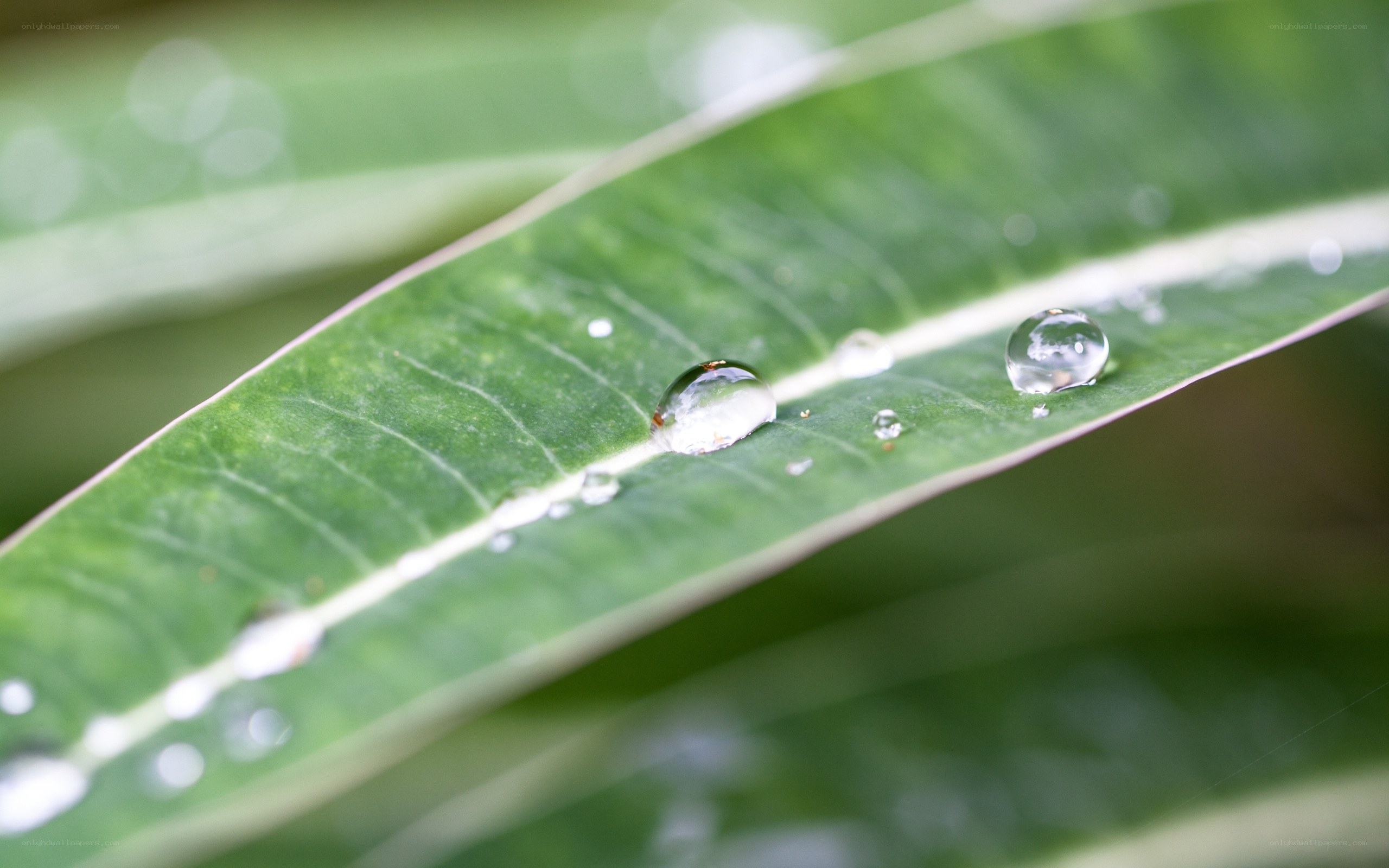 Water droplets on a green leaf