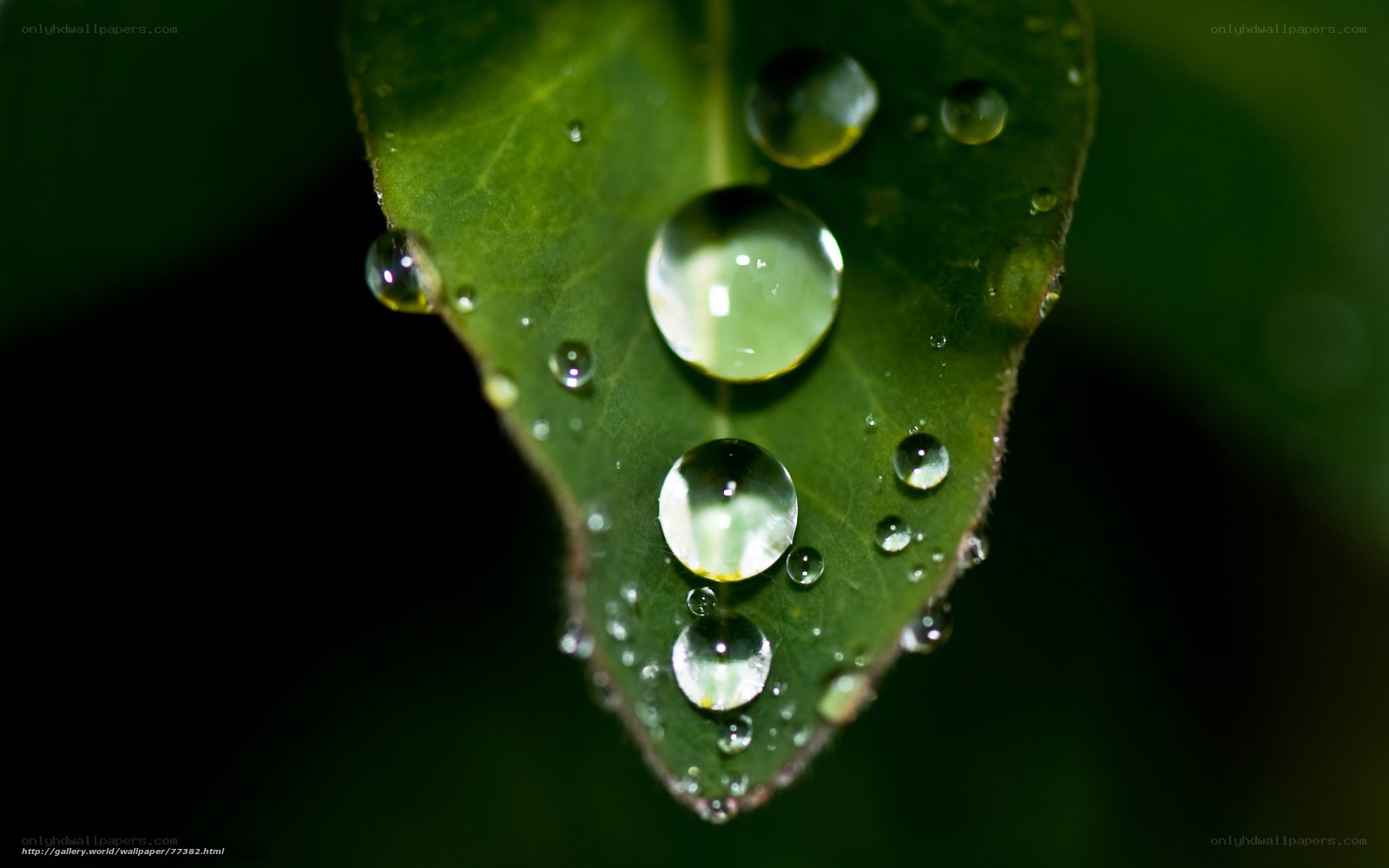Water droplets on a green leaf