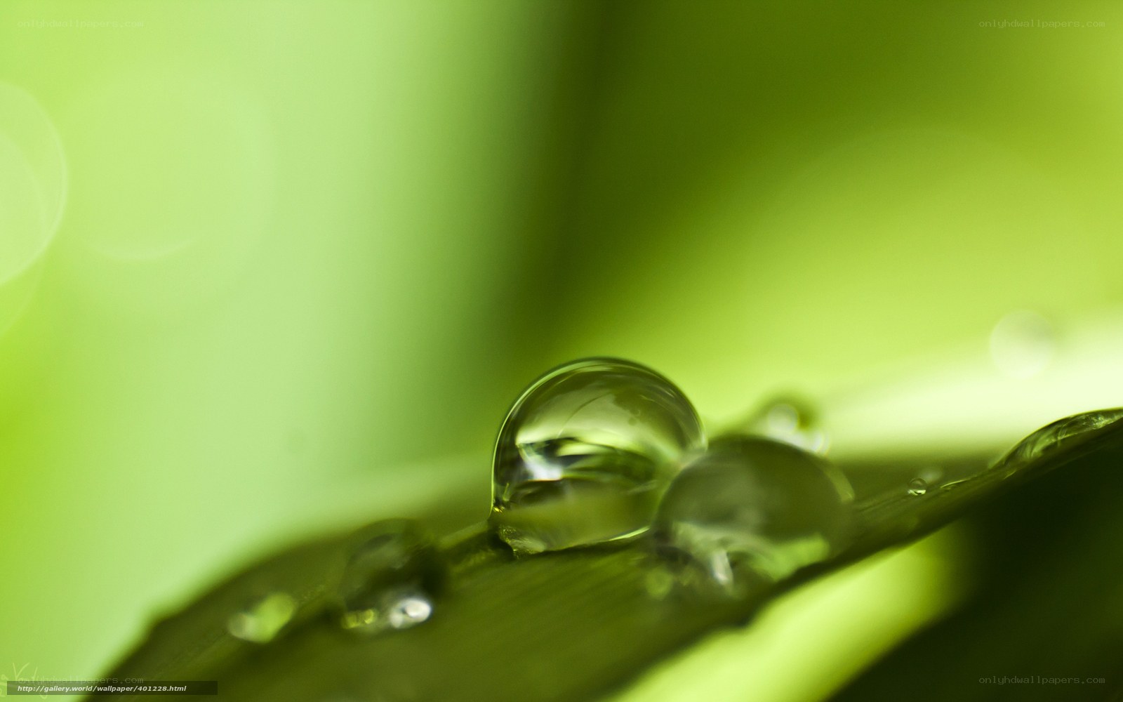 Water droplets on a green leaf