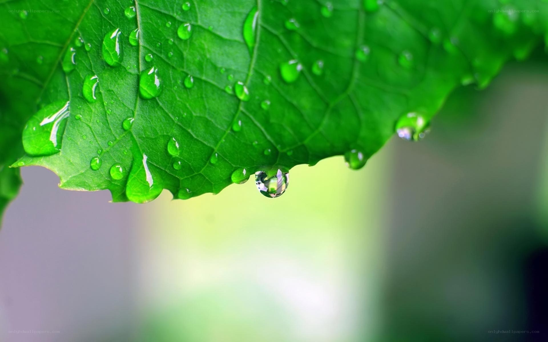 Water droplets on a green leaf