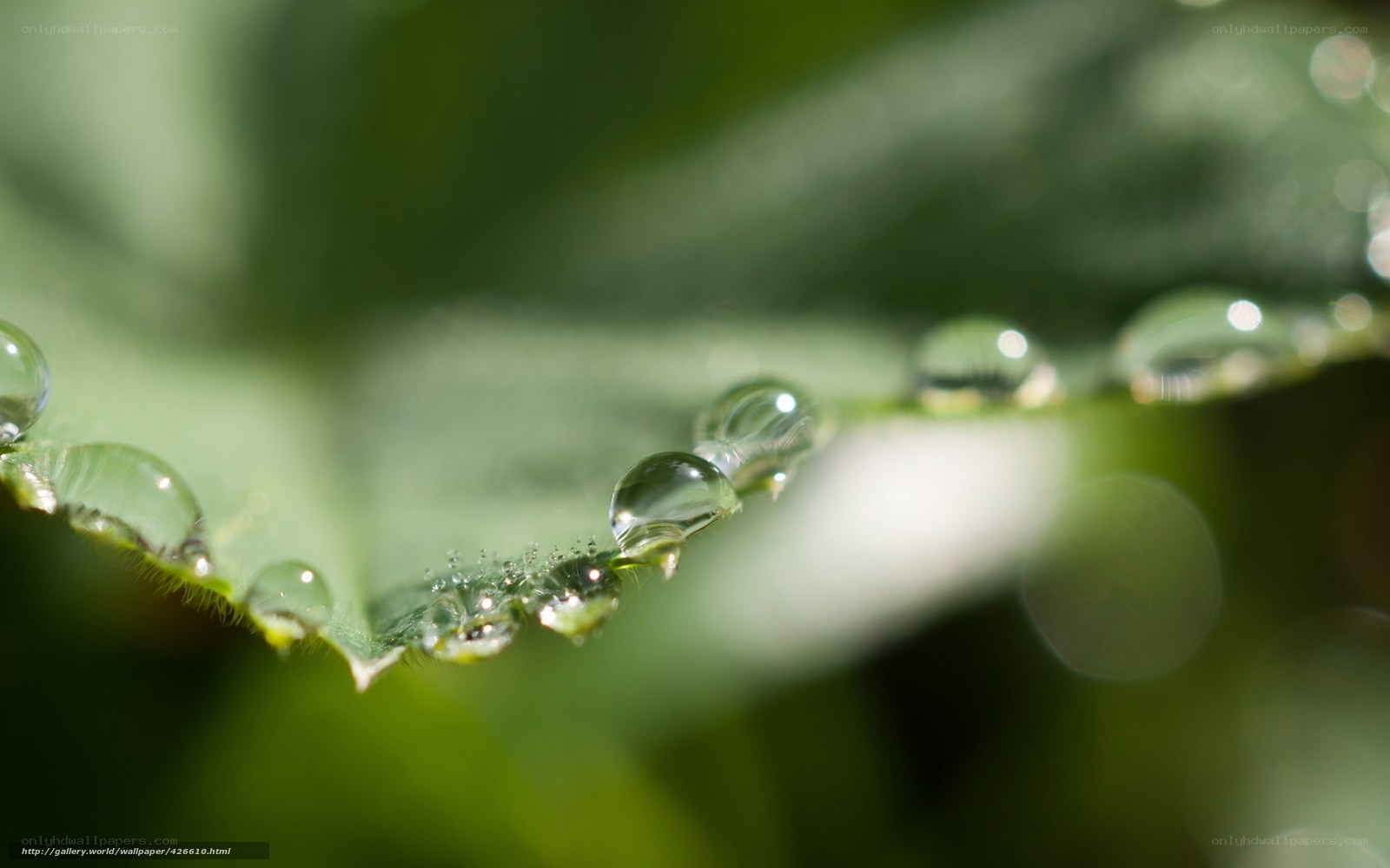 Water droplets on a green leaf