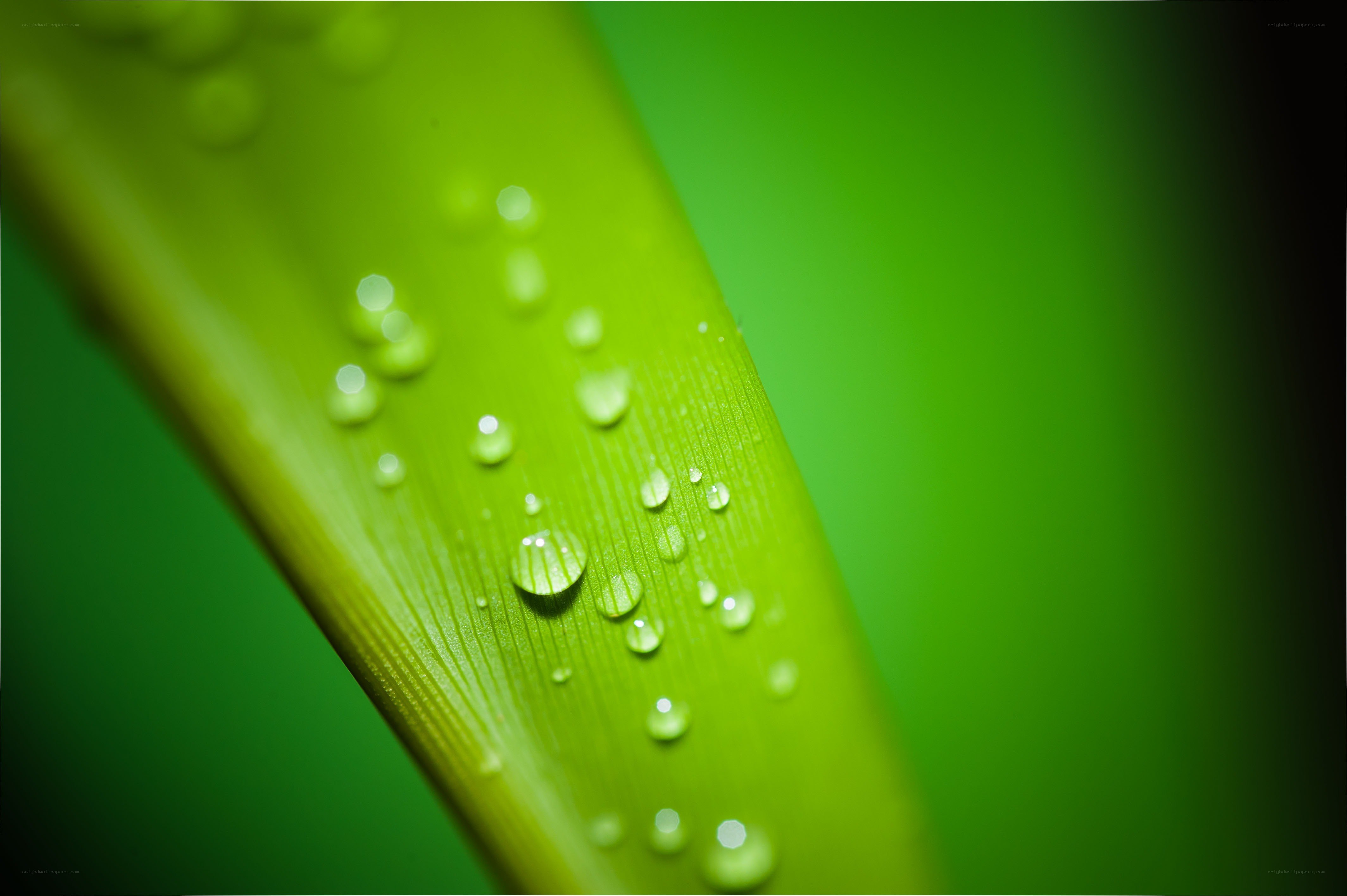 Water droplets on a green leaf