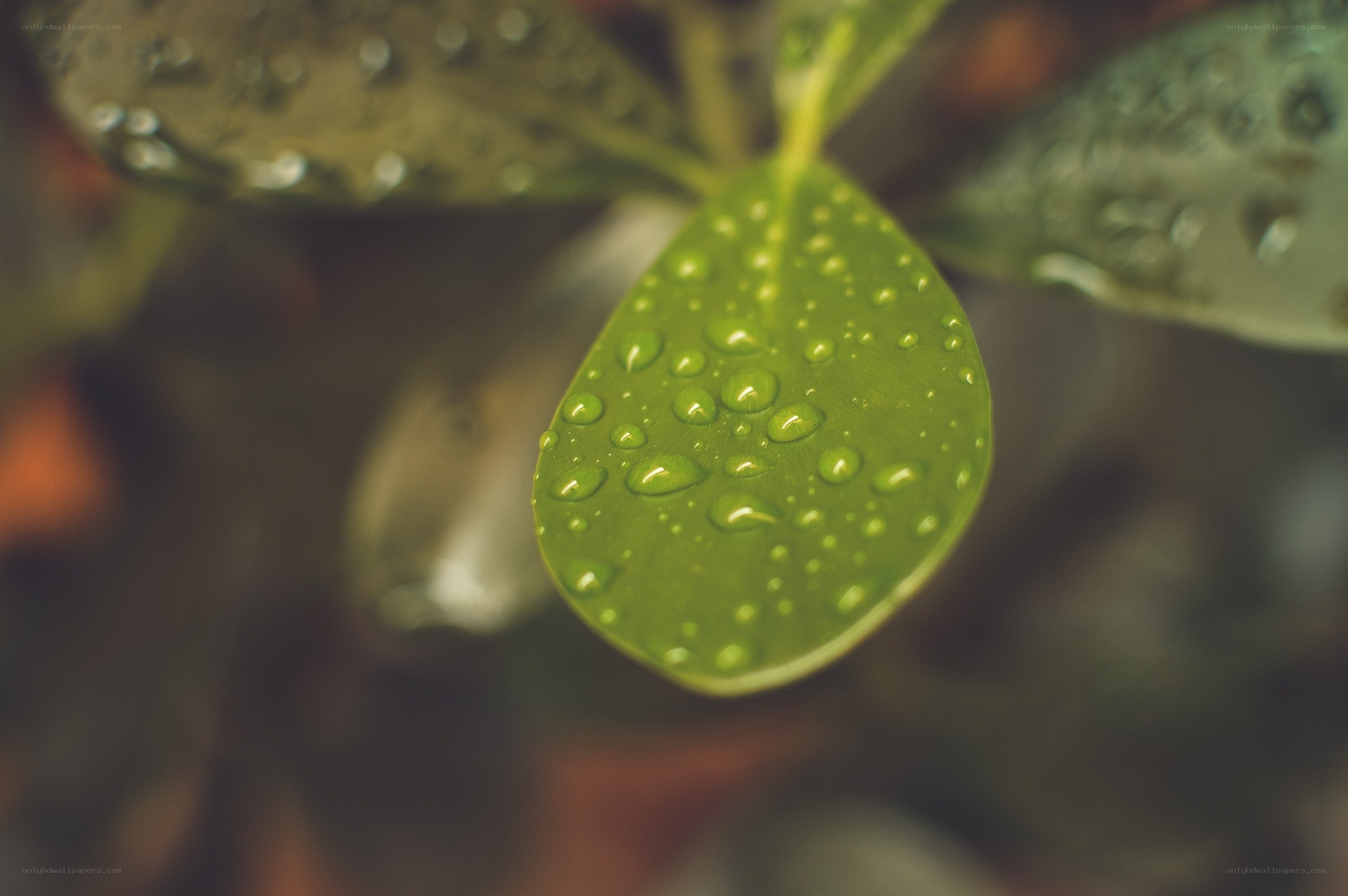 Water droplets on a green leaf