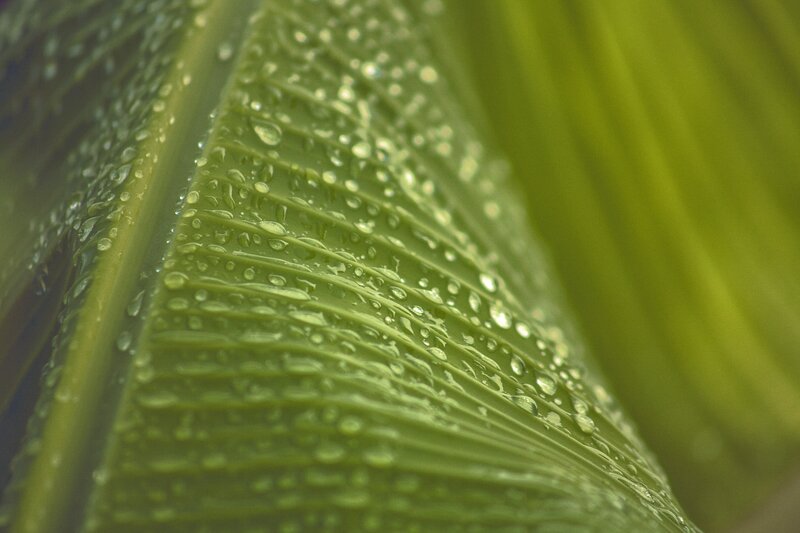 Water droplets on a green leaf