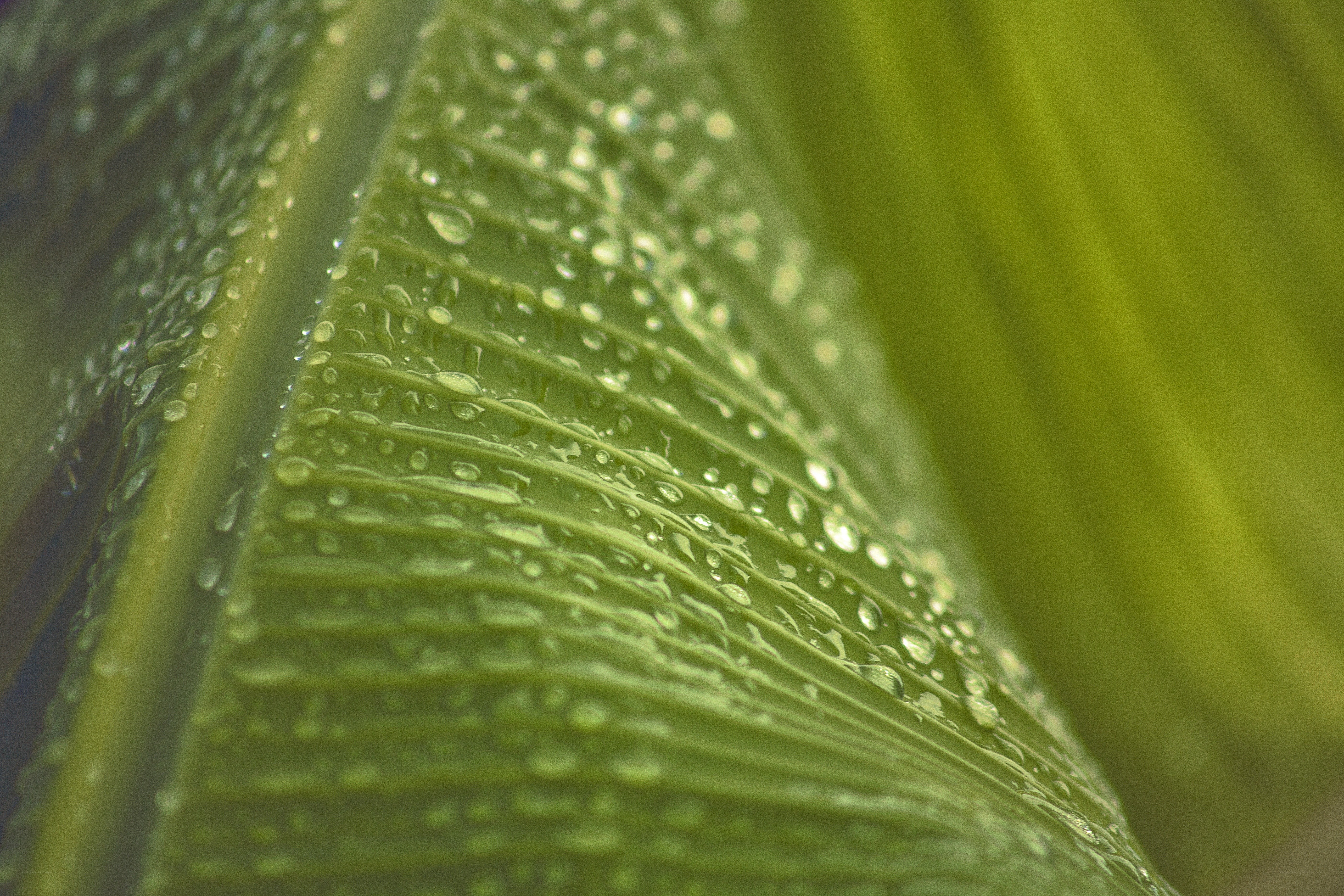 Water droplets on a green leaf