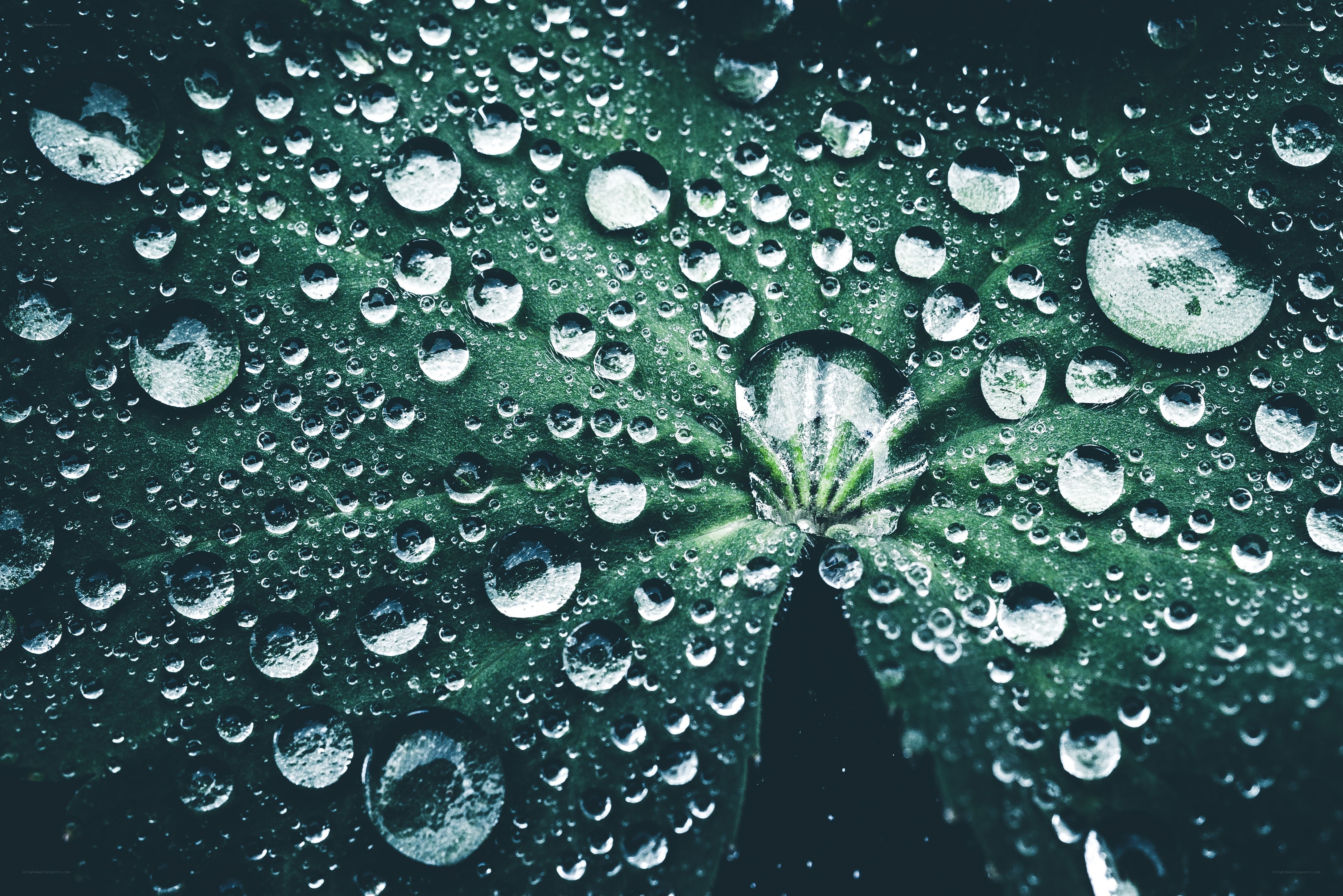 Water droplets on a green leaf