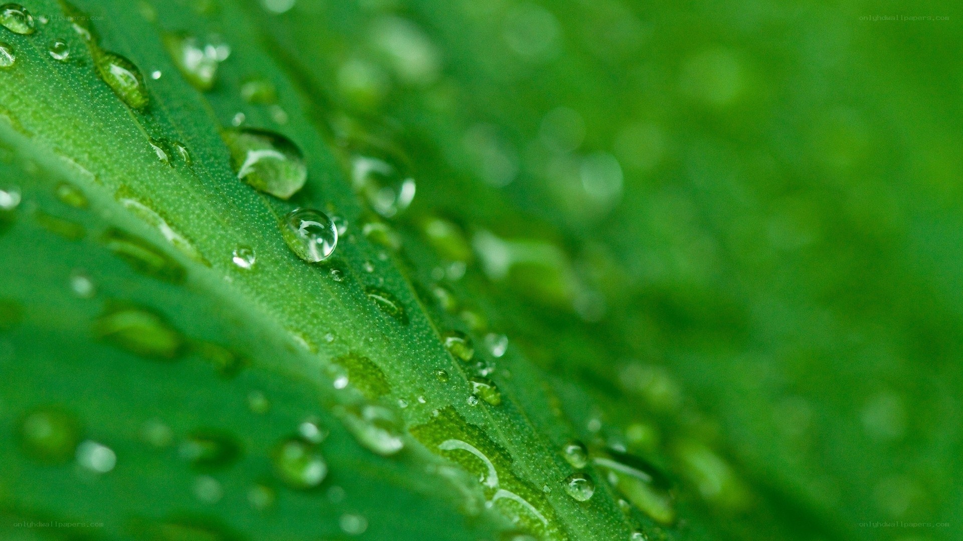 Water droplets on a green leaf