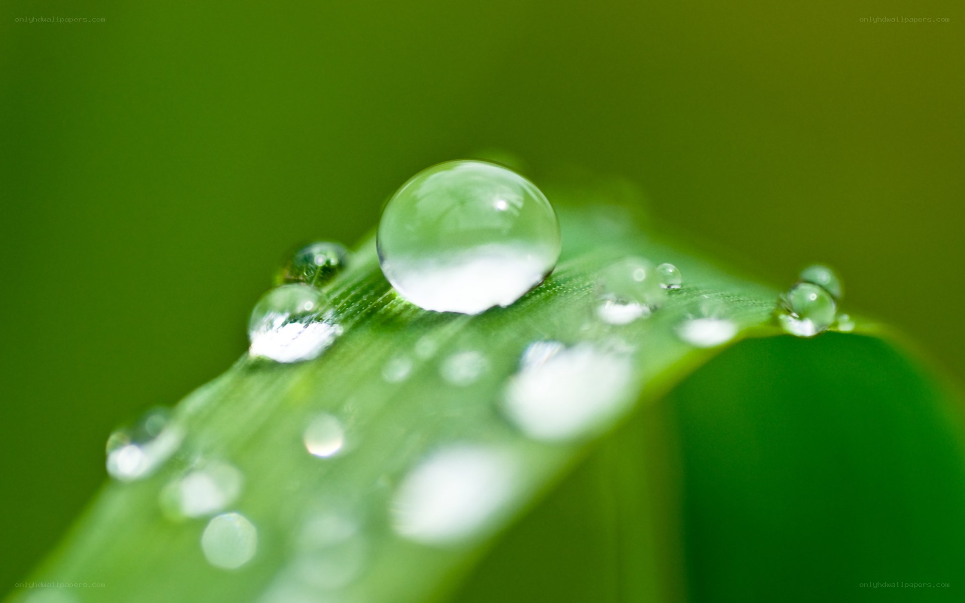 Water droplets on a green leaf