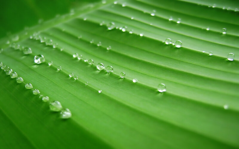 Water droplets on a green leaf